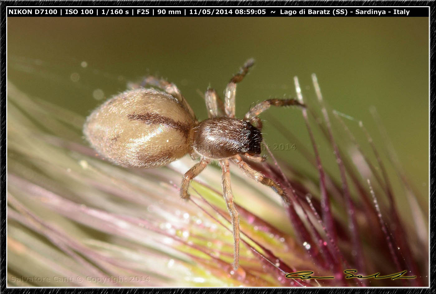 Cheiracanthium sp.? No. Clubiona sp. - Baratz (SS)